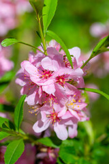 Flowering pink almonds