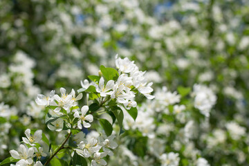Branch of a blossoming apple tree