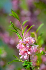 Fototapeta premium Flowering pink almonds