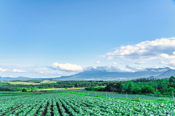 【群馬県 嬬恋村】キャベツ畑の広がる、嬬恋パノラマライン