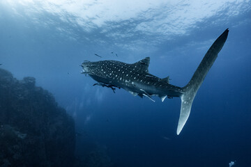 giant Whale shark swimming underwater with scuba divers