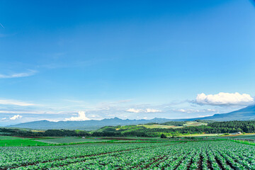 【群馬県 嬬恋村】キャベツ畑の広がる、嬬恋パノラマライン