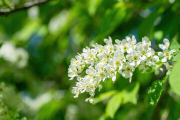 Branch of flowering bird cherry in white flowers
