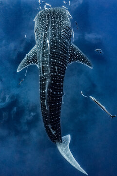giant Whale shark swimming underwater with scuba divers