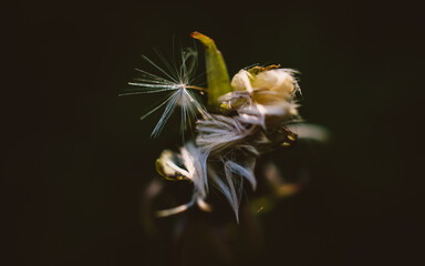 Dandelion
