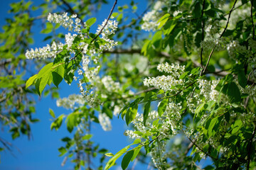 Branch of flowering bird cherry in white flowers