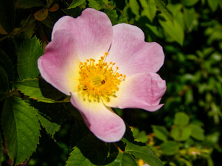 pink and yellow flower