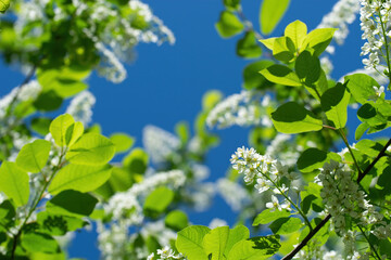 Fototapeta na wymiar Branch of flowering bird cherry in white flowers