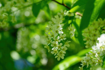 Branch of flowering bird cherry in white flowers