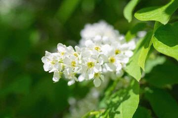 Branch of flowering bird cherry in white flowers