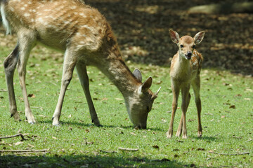 Fawn is standing at the near of the young male deer and calling its mother.