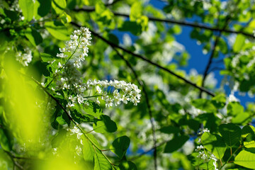 Branch of flowering bird cherry in white flowers