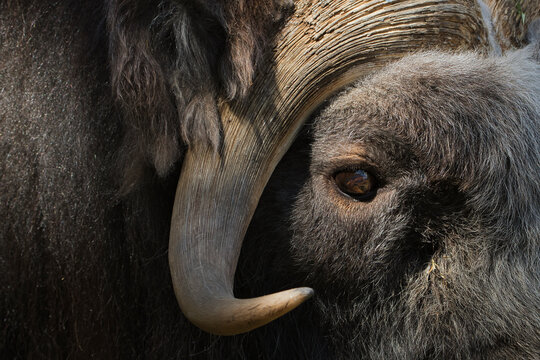 2020-08-09 CLOSE UP SHOT OF A MUSK OX'S EYE AND HORN
