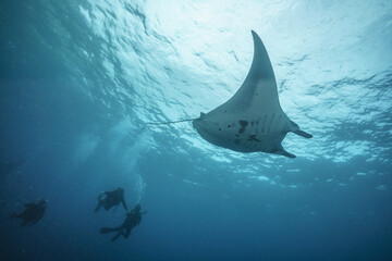 beautiful Manta Ray underwater with scuba divers
