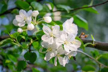 Branch of a blossoming apple tree