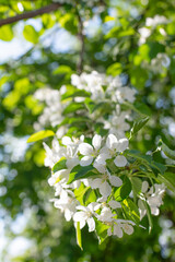 Branch of a blossoming apple tree