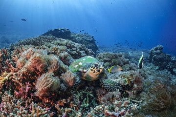 Hawksbill turtle underwater on reef scuba diving
