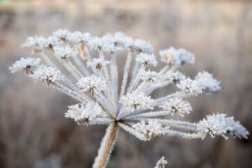 Dry flower covered with frost. Winter landscape.