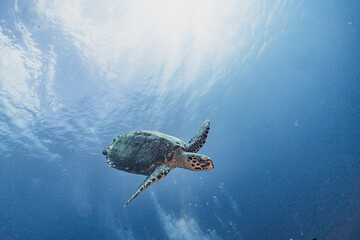 Hawksbill turtle underwater swimming scuba diving