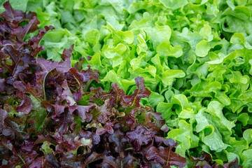 red and green oak lettuce the field