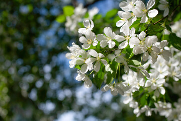 Branch of a blossoming apple tree