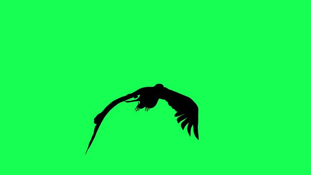 3d animation silhouette  of Falcon Gliding and Flapping isolated on green screen