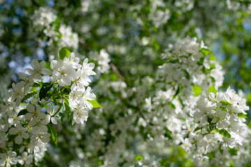 Branch of a blossoming apple tree