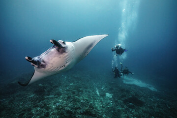 beautiful Manta Ray underwater with scuba divers