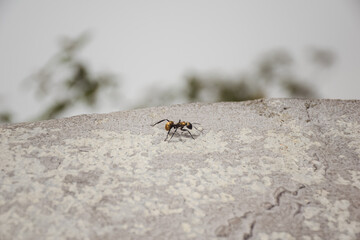 Beautiful golden color ant at Sumidero Canyon National Park