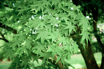 Particolare di foglie di acero giapponese