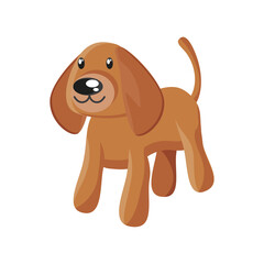 dog of teddy on white background