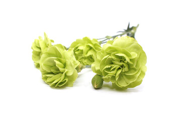 green carnation isolated in white background