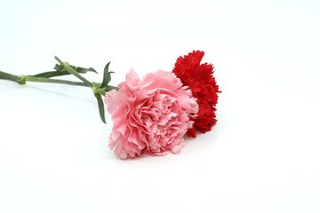 pink carnation flowers