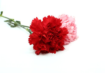 red carnation flower