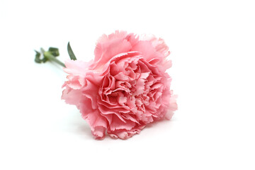 pink carnation flower