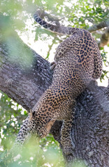 Fototapeta na wymiar A Sri Lankan Leopard resting on a tree before going out on a hunt in Yala National Park in Sri Lanka 