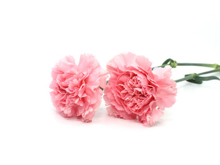 Fototapeta na wymiar pink carnation flower
