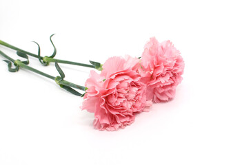 pink carnation flowers