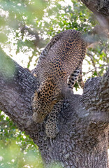 Naklejka na ściany i meble A Sri Lankan Leopard resting on a tree before going out on a hunt in Yala National Park in Sri Lanka 