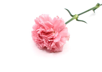 Fototapeta na wymiar pink carnation flower