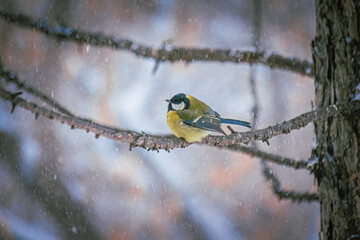 Titmouse on a snowy winter day
