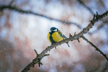 Titmouse on a snowy winter day