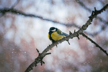Titmouse on a snowy winter day