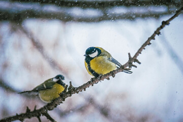 Titmouse on a snowy winter day
