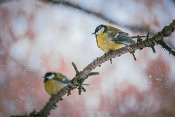 Titmouse on a snowy winter day