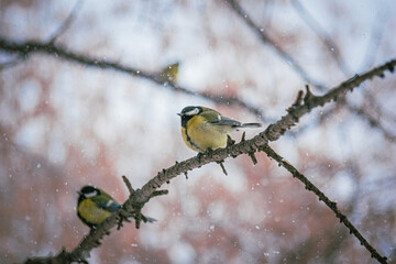 Titmouse on a snowy winter day