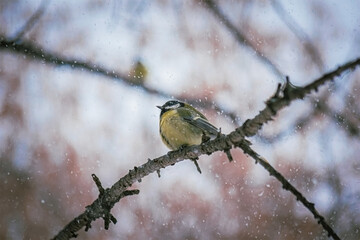 Titmouse on a snowy winter day