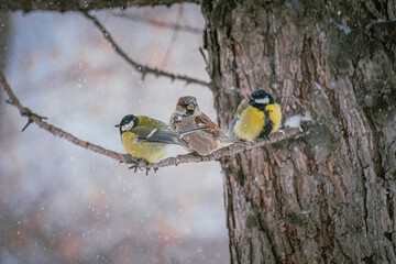 Titmouse on a snowy winter day