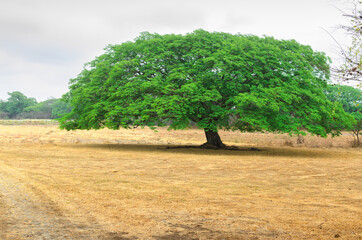 Arbol de verde follaje.