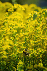 bumblebee collects flower nectar of goldenrod